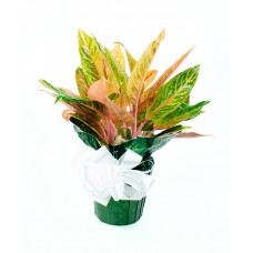 Chinese Evergreen 